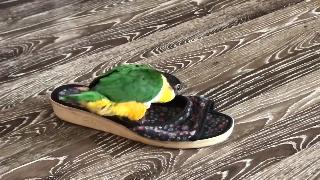 Каик попугай против обуви