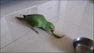 Неизвестный попугай приземлился в доме 