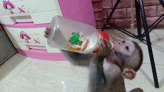 Умные обезьяны так мило пьют молоко