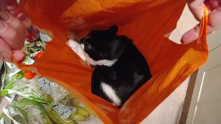 Кошка в сумке добровольно