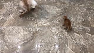Собака встречает котенка впервые