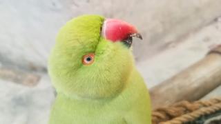 Посмотрите фантастические глаза попугая посмотрите на блестящие глаза попугая