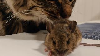 Первая встреча котят с мышкой