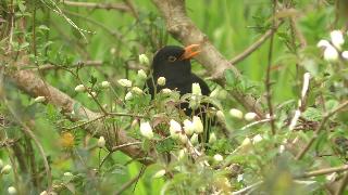 Черная птица поет у ручья