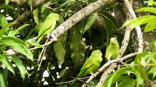 Молодые попугаи просящие у родителей еды попугай с желтыми шевронами