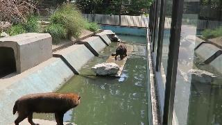 Апрель собаку Буша в Киото Киото зоопарке Японии