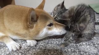 Шиба ину помогает ухаживать за котенком шиба ину ухаживает за котенком