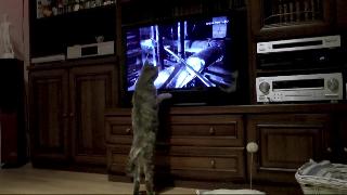 Кот томми смотрит телевизор кот томми смотрит телевизор 