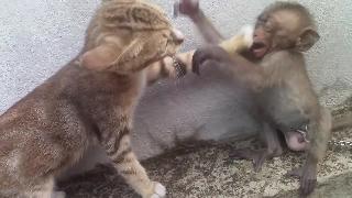 Кот против обезьяны