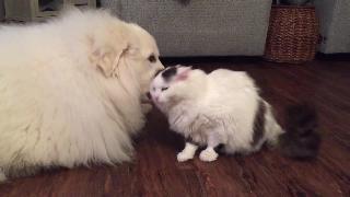 Братская любовь кошка и собака