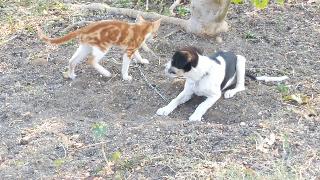 Собачий кот дружеский бой