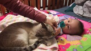Кошка и ребенок первое близкое общение между двумя братьями