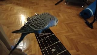 Любит играть на гитаре