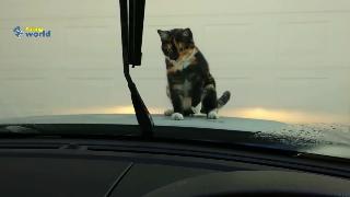 Кошки стеклоочистители смешные кошки видео