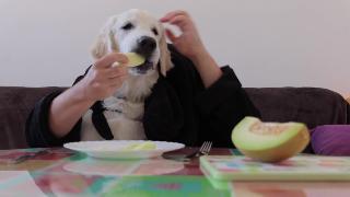 Щенок золотистого ретривера ест дыню руками смешная собака бейли ест как человек 