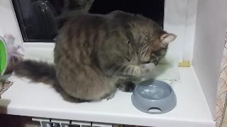 Забавный кот пьет воду странным образом