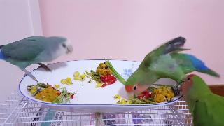 Время обеда для птиц и птиц