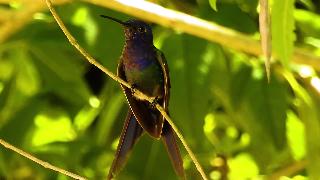 Ножницы колибри экзотические птицы колибри