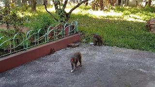 Обезьяна нападает на другую обезьяну для еды