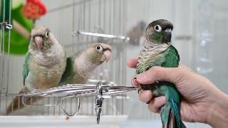 Короткий путь три подковообразных попугая