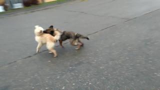 Две собаки в бою на улице 