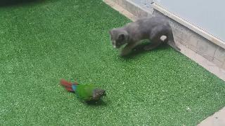 Конура зеленая щека против кота