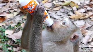 Что эшли пьет невероятная смешная обезьяна эшли пьет как человек