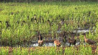 Утки в час пик раннего утра в рисовых полях
