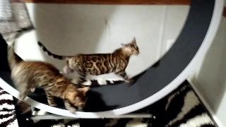 Бенгальские кошки открывают для себя колесо