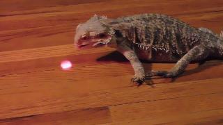 Бородатый дракон сходит с ума по лазерной указке