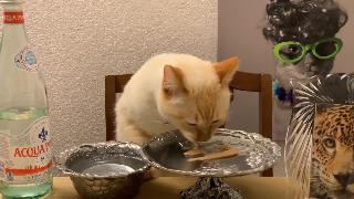 Кошачья еда кот тунец ест куриное пюре