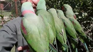 Мои старые сырые попугаи и месячные сырые попугаи 