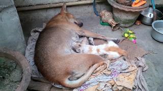 Потрясающее видео собачка мама кормит брестской молочной кошкой