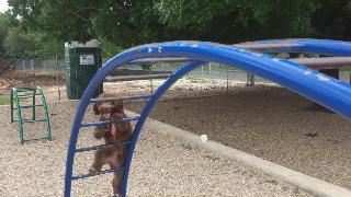 Испанская водная собака поднимается на бары для обезьян