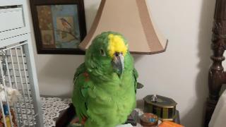Свобода попугая и почему вы должны открыть перья булавки для вашей любимой птицы