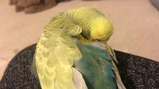 Спящий попугайчик сонный попугай
