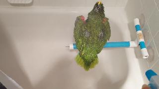 Свобода попугай складывает перья вперед принимая душ