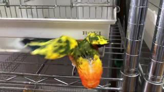 Мексиканский попугай побег из тюрьмы