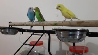 Волнистые попугайчики едят метхи бхаджи