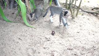 Кошка играет с жуком и жуком против кошек на острове тиоман