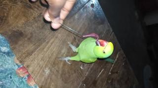 Глупая игра с моим попугаем