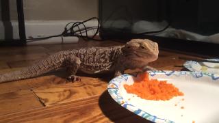 Мой бородатый дракон ест