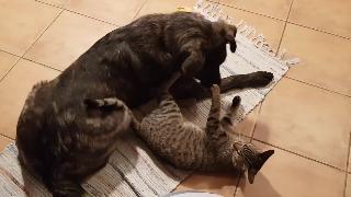 Смешные кошки и собаки играют веселый кот против собак видео