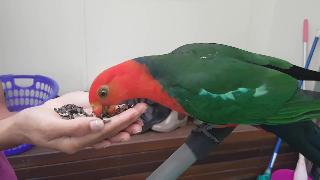Австралийский попугай ест изпод контроля