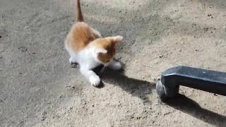 Забавный котенок играет со своей собственной тенью