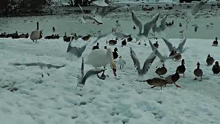 Утки и любопытный лебедь в снегу январь