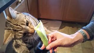 Сумасшедший кот ест кукурузу