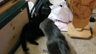 Борьба кошек