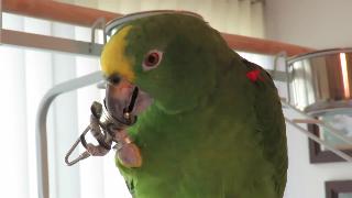 Свободу попугаю с тонированными играми с колотушкой в колоколе хилтон хед айленд южная каролина