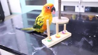 Мексиканский попугай когане игра с броском кольца нанария